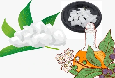 Camphor Manufacturers in India